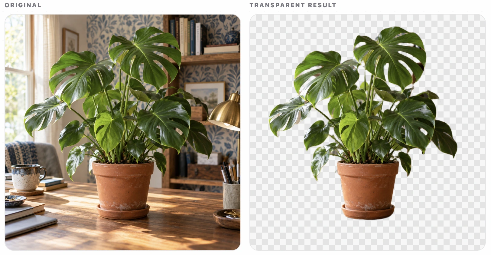 Before and transparent result for a potted monstera plant